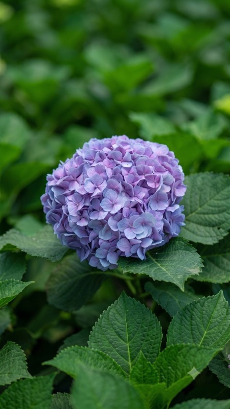 Purple Hydrangea